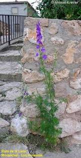 Image result for Consolida ajacis oder Consolida regalis