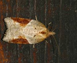 Attēlu rezultāti vaicājumam “Acleris laterana”