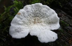 Attēlu rezultāti vaicājumam “Plicatura nivea”