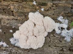 Attēlu rezultāti vaicājumam “Physarum globuliferum young”