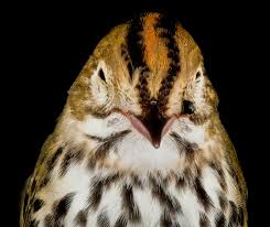 Image result for Seiurus aurocapilla