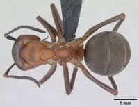 Attēlu rezultāti vaicājumam “Formica rufa”