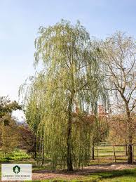 Attēlu rezultāti vaicājumam “Salix alba var. alba”