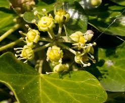 Attēlu rezultāti vaicājumam “Hedera helix  flower”
