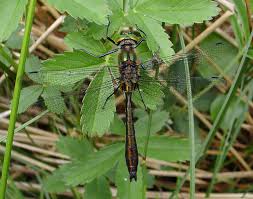 Attēlu rezultāti vaicājumam “Cordulia aenea”