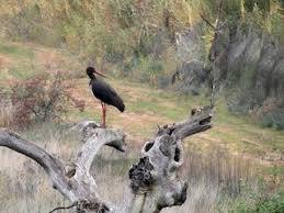 Attēlu rezultāti vaicājumam “Ciconia nigra adult”