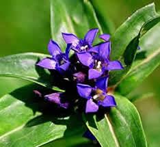 Attēlu rezultāti vaicājumam “Gentiana cruciata bud”