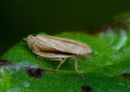 Attēlu rezultāti vaicājumam “Neophilaenus lineatus”