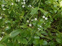 Attēlu rezultāti vaicājumam “Cerastium sylvaticum”