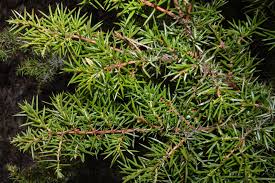 Attēlu rezultāti vaicājumam “Juniperus communis leaf”