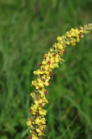 Image result for Königskerzen