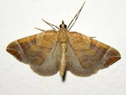 Attēlu rezultāti vaicājumam “Eulithis testata”