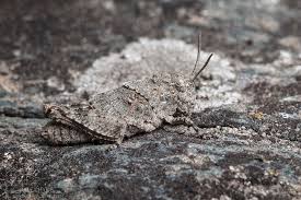 Attēlu rezultāti vaicājumam “Oedipoda caerulescens”