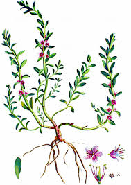 Attēlu rezultāti vaicājumam “Glaux maritima leaf”