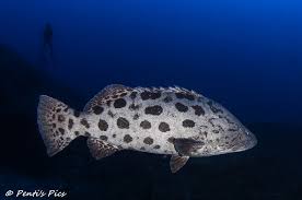 Image result for Epinephelus tukula