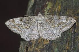 Attēlu rezultāti vaicājumam “Alcis repandata”