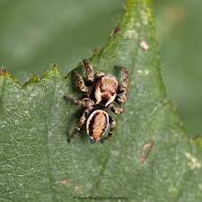 Attēlu rezultāti vaicājumam “Evarcha falcata male”