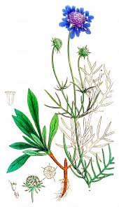 Image result for Scabiosa canescens