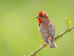 Attēlu rezultāti vaicājumam “Carpodacus erythrinus”