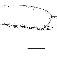 Attēlu rezultāti vaicājumam “Ilybius sp.”