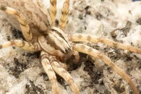 Attēlu rezultāti vaicājumam “Miturgidae”