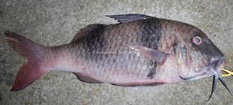 Image result for Parupeneus trifasciatus