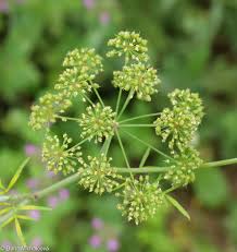 Attēlu rezultāti vaicājumam “Cicuta virosa”