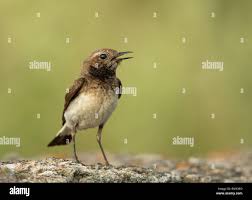 Image result for Oenanthe pleschanka