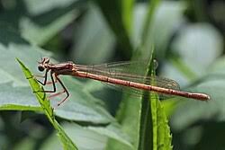 Attēlu rezultāti vaicājumam “Platycnemis pennipes”