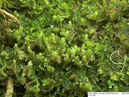 Attēlu rezultāti vaicājumam “Lophozia ascendens”