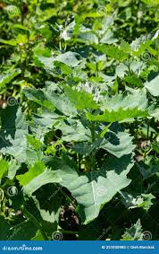 Attēlu rezultāti vaicājumam “Chenopodium bonus-henricus leaf”