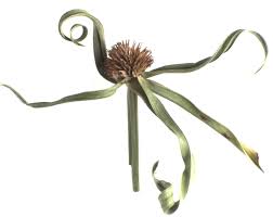 Attēlu rezultāti vaicājumam “Cyperaceae”