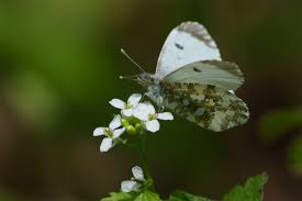 Attēlu rezultāti vaicājumam “Anthocharis cardamines underside”