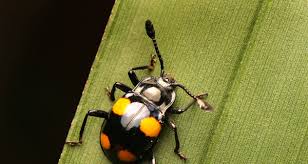 Attēlu rezultāti vaicājumam “Endomychidae”