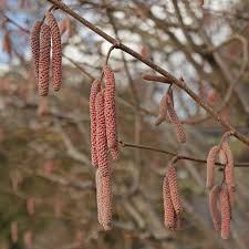 Attēlu rezultāti vaicājumam “Corylus avellana male flower”