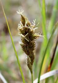 Attēlu rezultāti vaicājumam “Carex leporina”