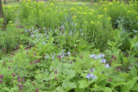 Attēlu rezultāti vaicājumam “Euphorbia palustris”