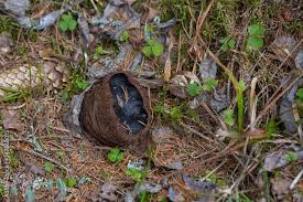Attēlu rezultāti vaicājumam “Sarcosoma globosum”