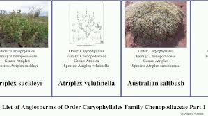 Attēlu rezultāti vaicājumam “Chenopodiaceae”