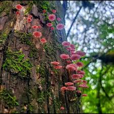 Attēlu rezultāti vaicājumam “Lycogala miserum sessile”