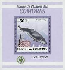 Image result for Kogia breviceps