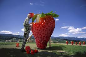 Der Erdbeerbauer von dan zaugg