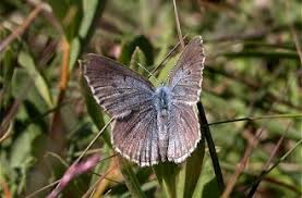 Attēlu rezultāti vaicājumam “Maculinea alcon upperside”