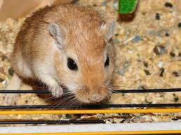 Image result for Gerbil