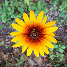 Attēlu rezultāti vaicājumam “Rudbeckia hirta var. hirta”