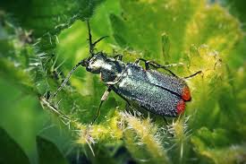 Attēlu rezultāti vaicājumam “Malachius bipustulatus”