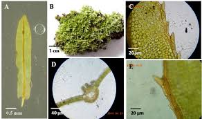 Attēlu rezultāti vaicājumam “Atrichum flavisetum sporophyte”