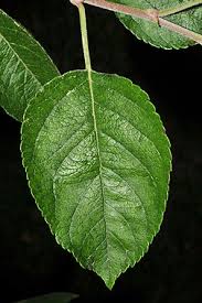 Attēlu rezultāti vaicājumam “Malus purpurea leaf”