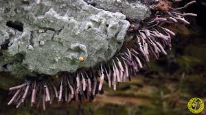Attēlu rezultāti vaicājumam “Stemonitopsis typhina var. similis stalked”