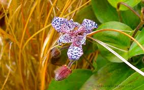 Image result for Tricyrtis `Black Beauty`